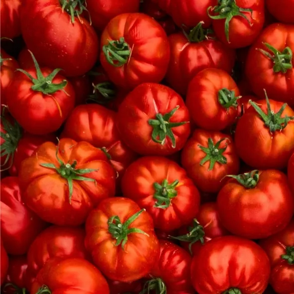 Bio-Premium-Set Tomate-Basilikum – Bild 4
