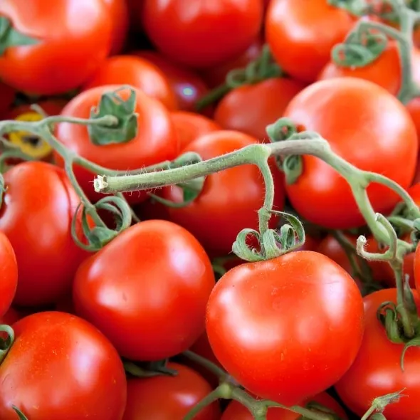 Bio-Premium-Set Tomate-Basilikum – Bild 6