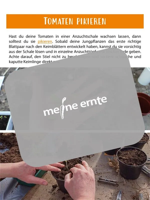 Digitales Buch „Tomaten erfolgreich anbauen“ 39 Seiten zum Download – Bild 9