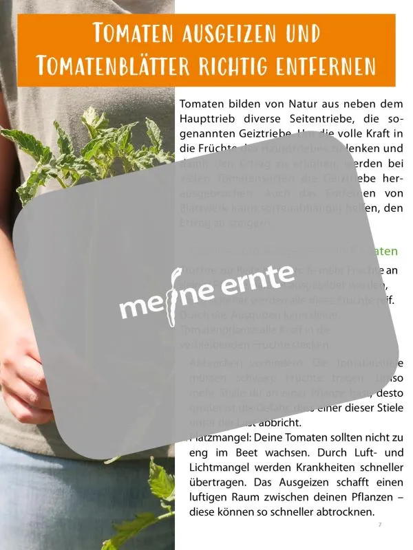 Digitales Buch „Tomaten erfolgreich anbauen“ 39 Seiten zum Download – Bild 6