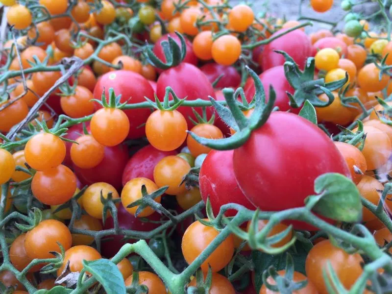 Digitales Buch „Tomaten erfolgreich anbauen“ 39 Seiten zum Download – Bild 2
